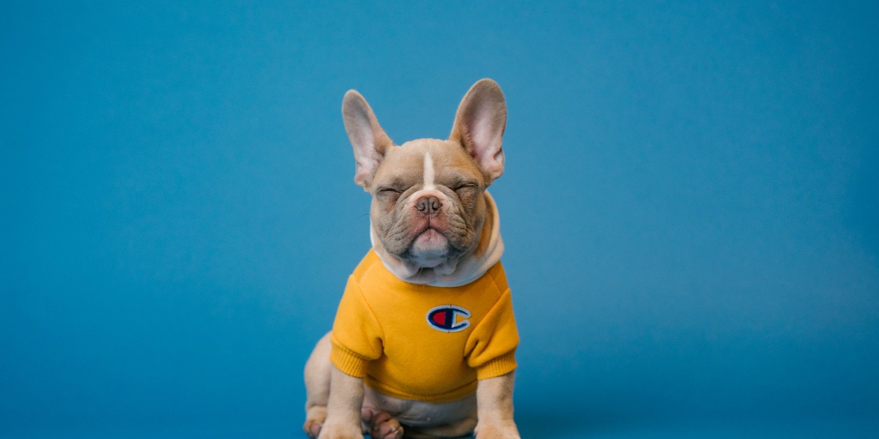 The Physiology of Dog Yawn