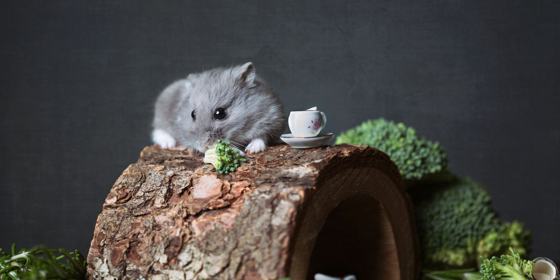 The Safety of Feeding Blueberries to Hamsters