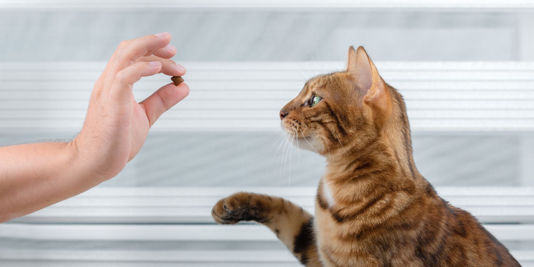 Top 5 Things to Teach Your Cat: A Data-Driven Guide