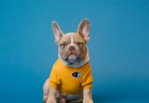 The Physiology of Dog Yawn